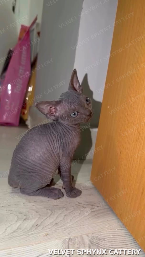 Female Sphynx kitten, five months old, available for sale