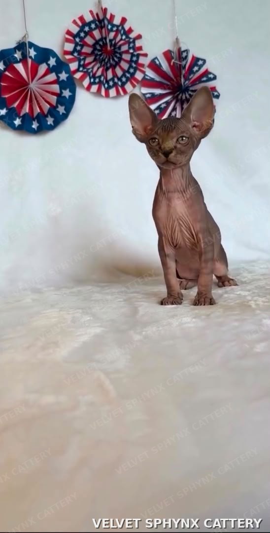 Female Sphynx kitten, seven months old, available for sale