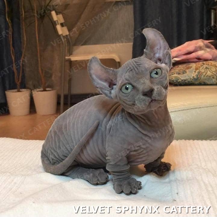 Male Sphynx kitten, five months old, available for sale