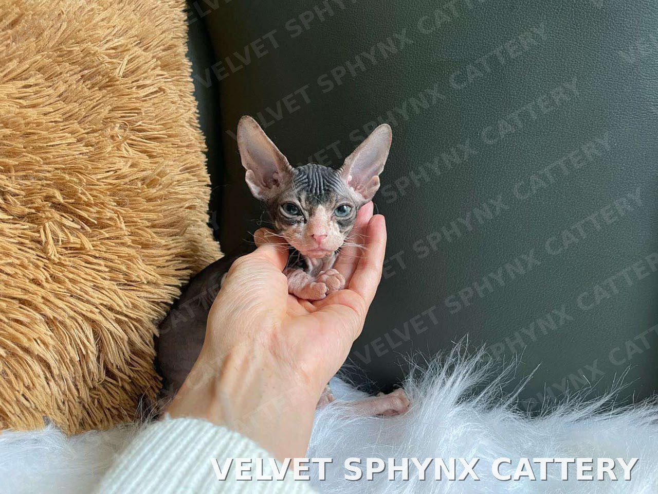 Sphynx kitten with large ears held in owner's hand at Sphynx Elite Cattery