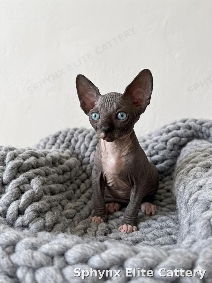 Reserved Sphynx kitten from Sphynx Elite Cattery